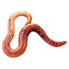 One Thousand Live Worms 1,000 Red Wigglers for Composting